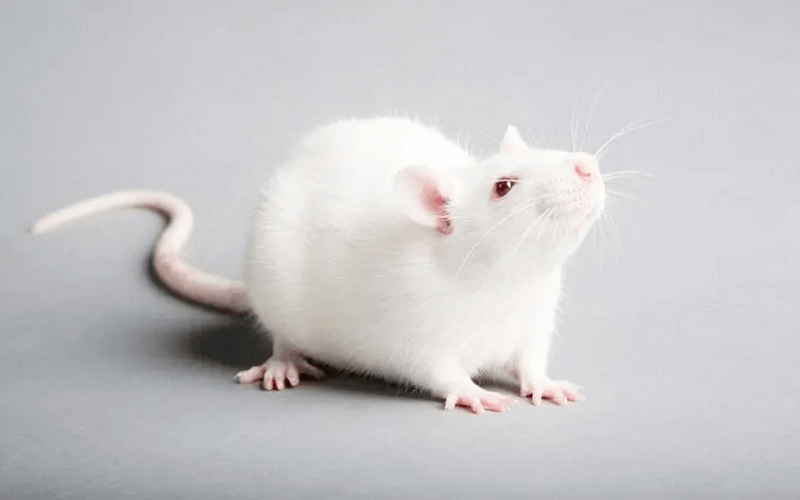 MMTV-PyVT （乳腺腫瘤）