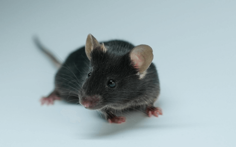 Rag2 （B、T免疫細(xì)胞缺失小鼠）