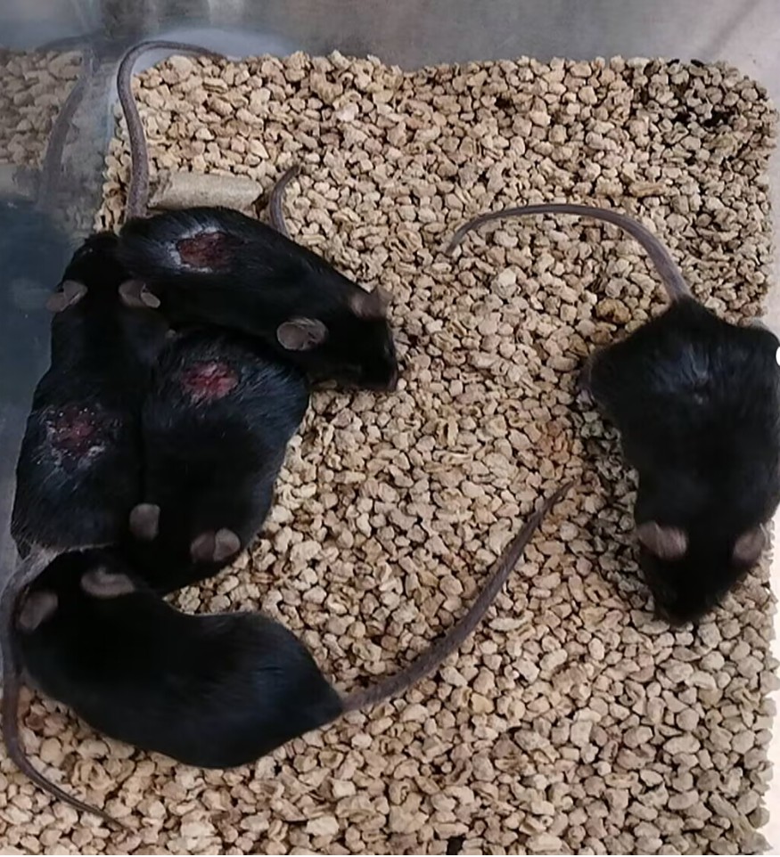 1760344983134690.jpg 4.jpg